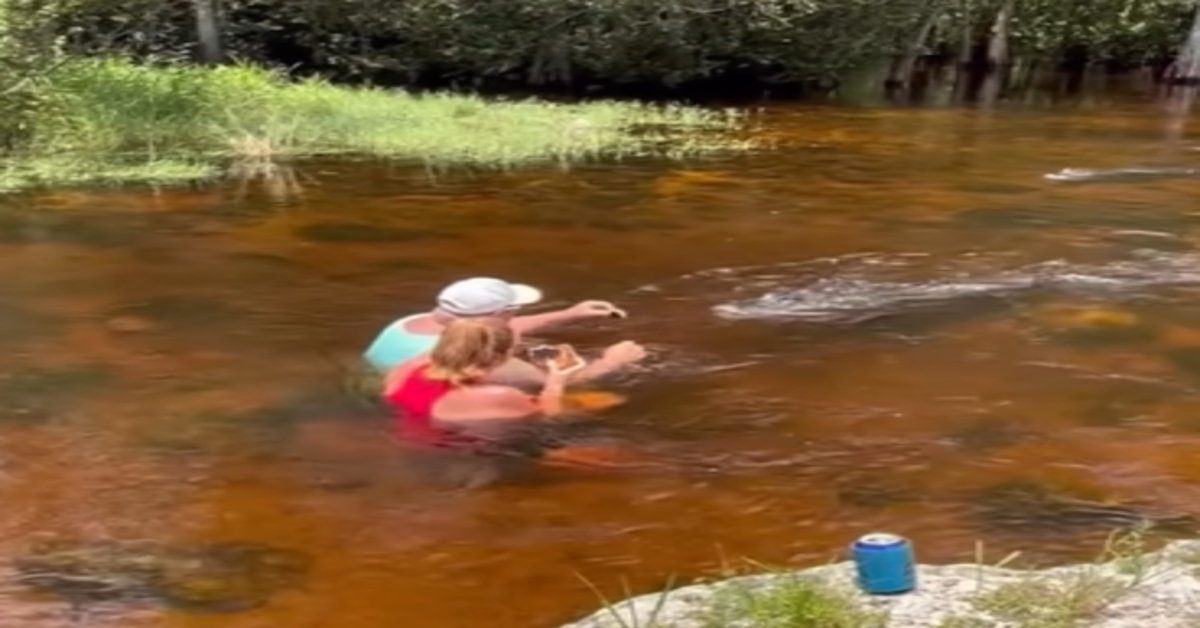 US couple feeding alligator