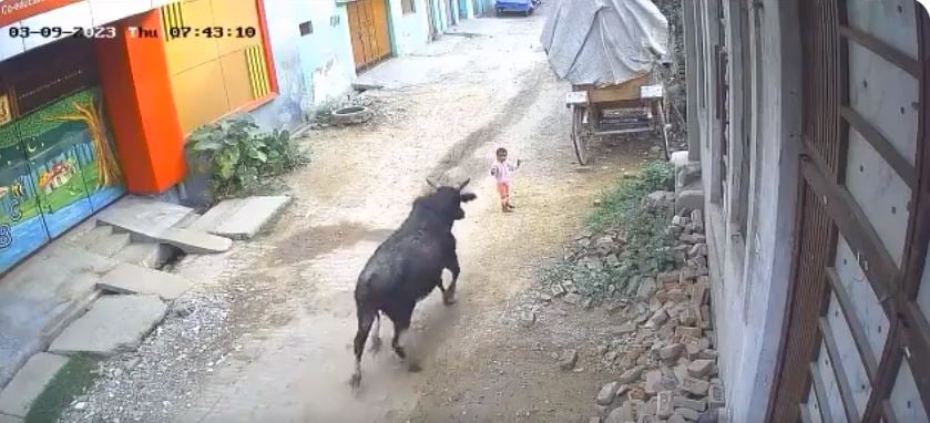 Bull attacks kid