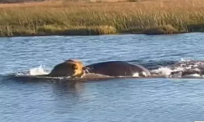 hippo lion fight