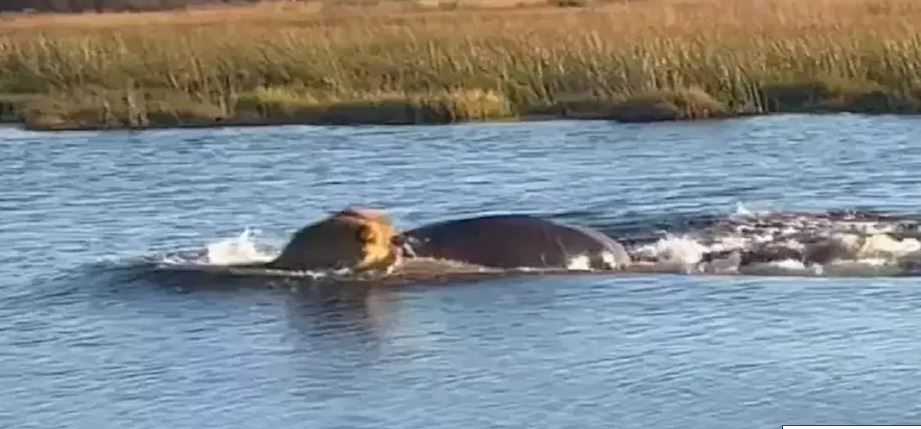 hippo lion fight