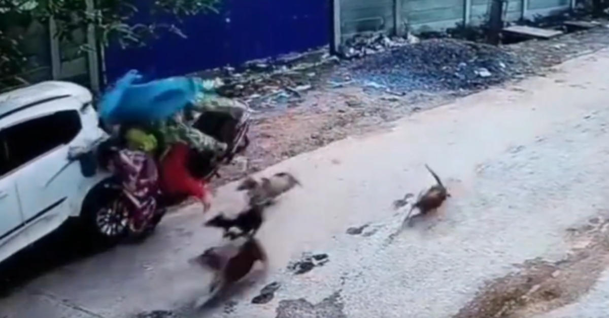 Dog chasing Scooter