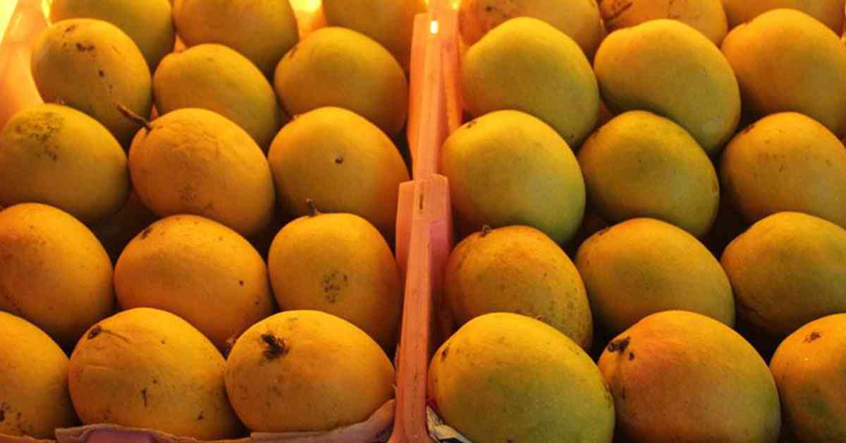 Alphonso mangoes EMI