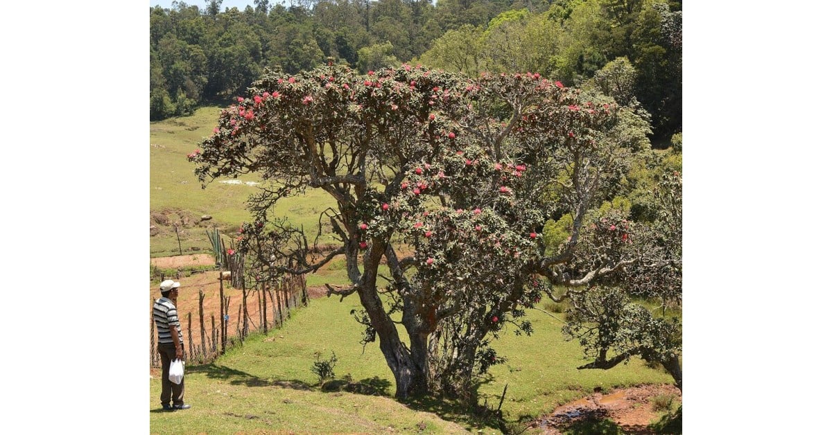 Madhya Pradesh: Villagers tie cousins to tree for doubting character, thrash them, 3 accused arrested