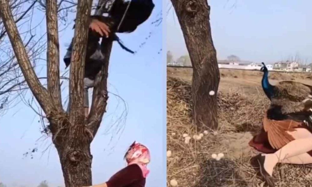 women try to steal peacock's eggs