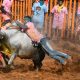 Supreme Court upholds law allowing Jallikattu bull race