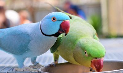 Bengal Man cremates pet parrot