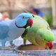 Bengal Man cremates pet parrot