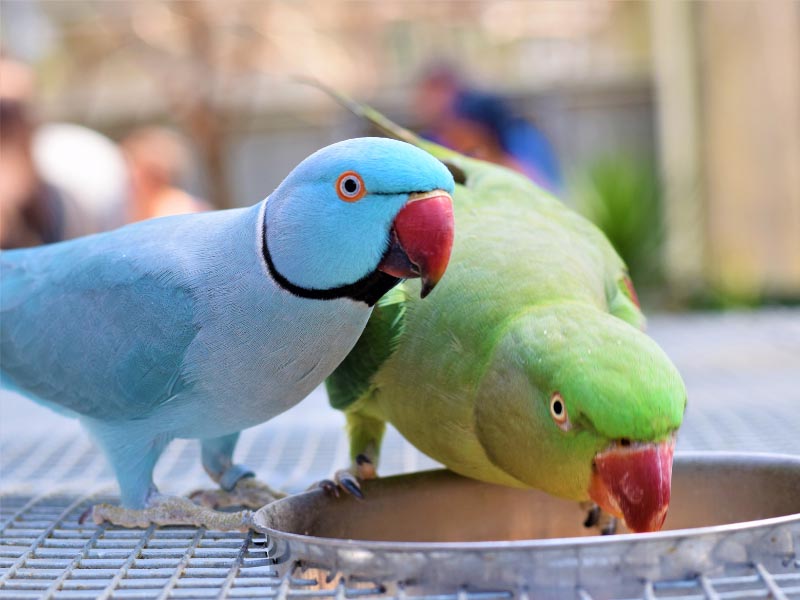 Bengal Man cremates pet parrot