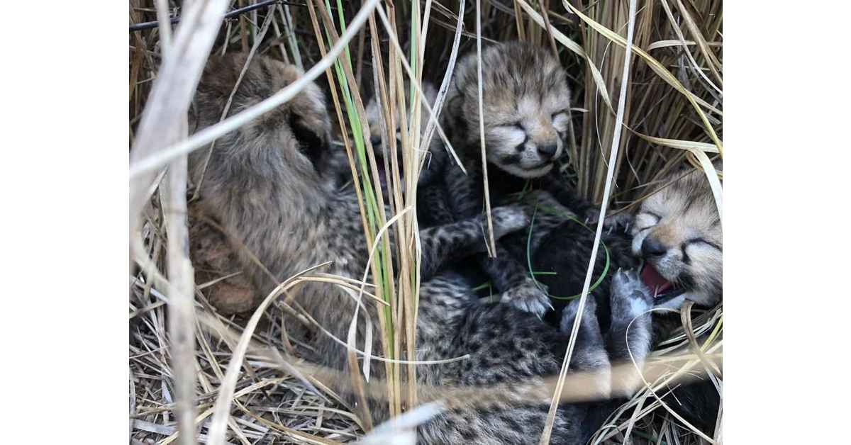 2 more cheetah cubs die in Kuno National Park, forest officials say heat the killer