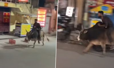 Drunk Man Rides Bull