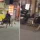 Drunk Man Rides Bull