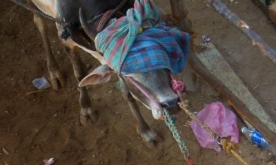 Bull tortured to death