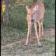 Deer eating snake