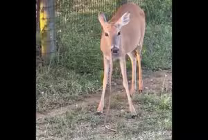 Deer eating snake