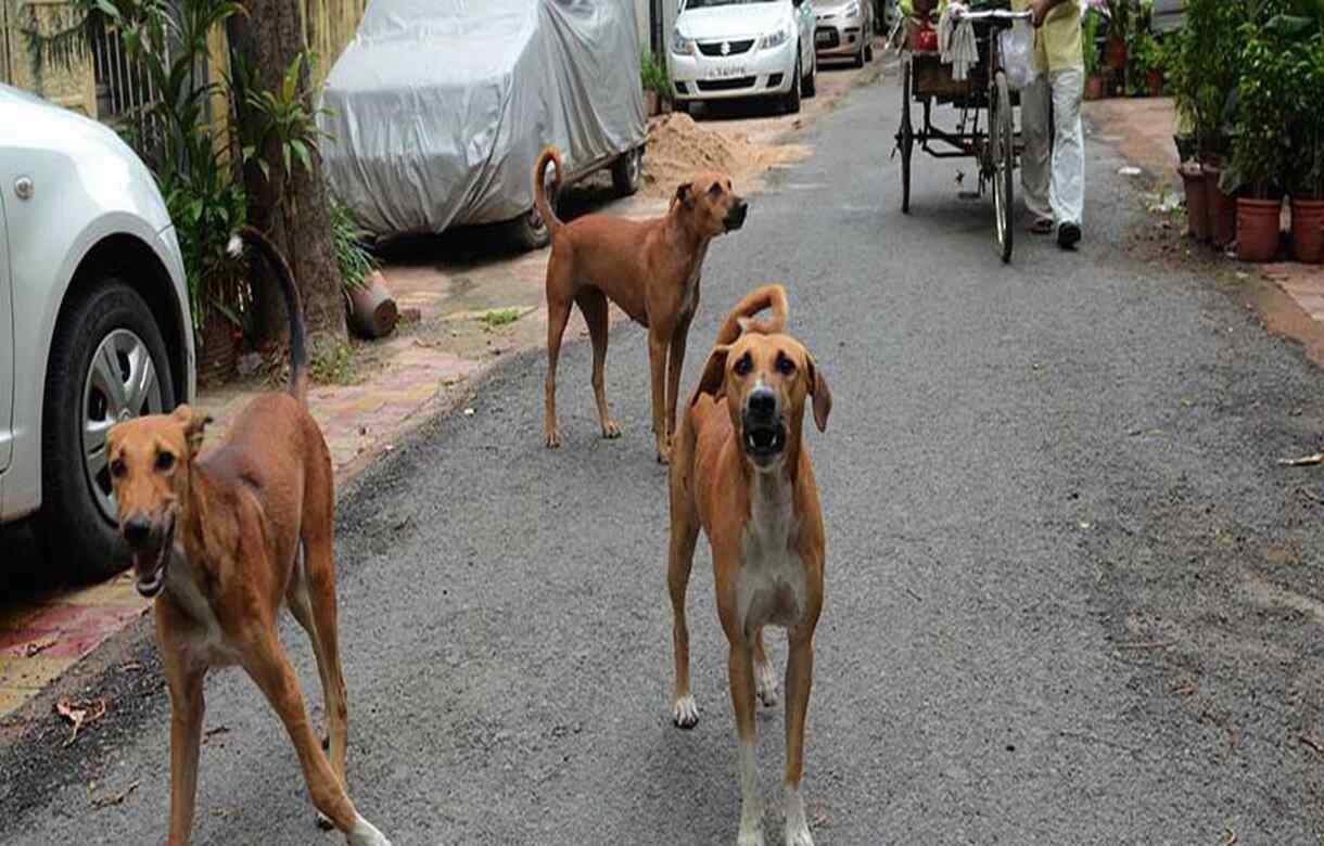 9-year-old girl mauled by stray dogs