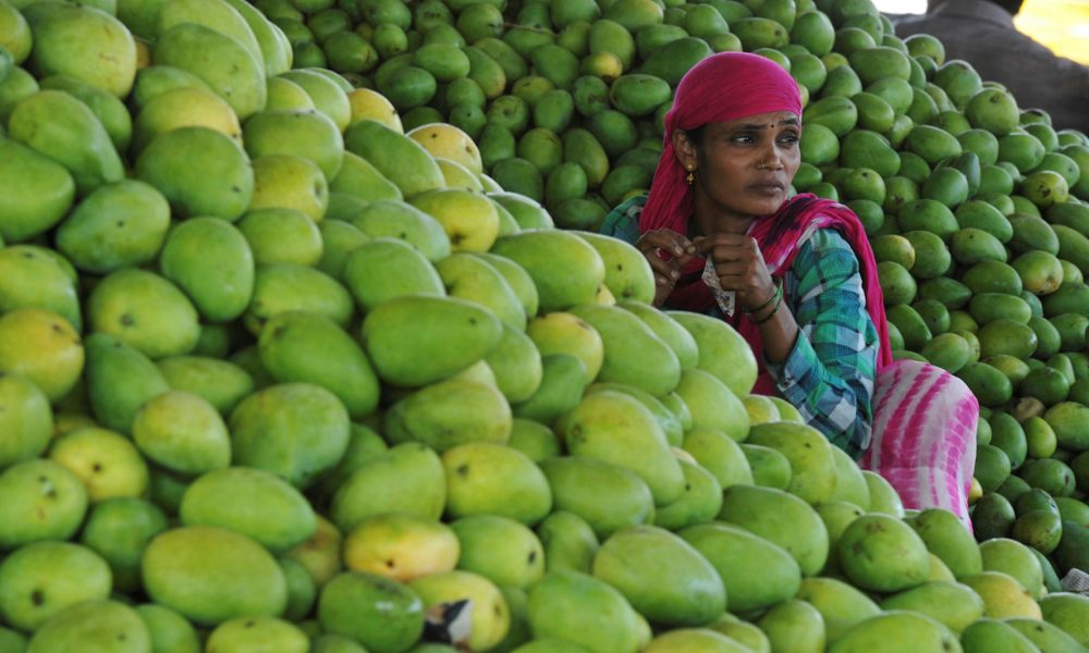 Gujarat mangoes