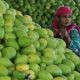 Gujarat mangoes