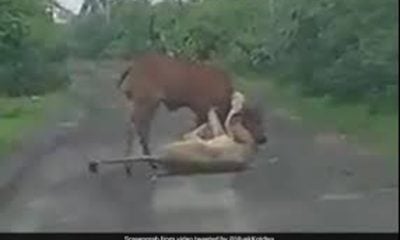 Farmer saves cow from lioness attack