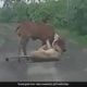 Farmer saves cow from lioness attack