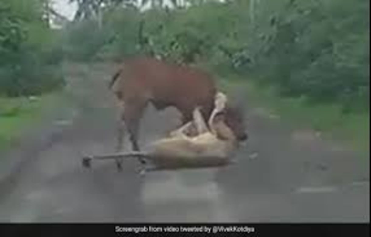 Farmer saves cow from lioness attack