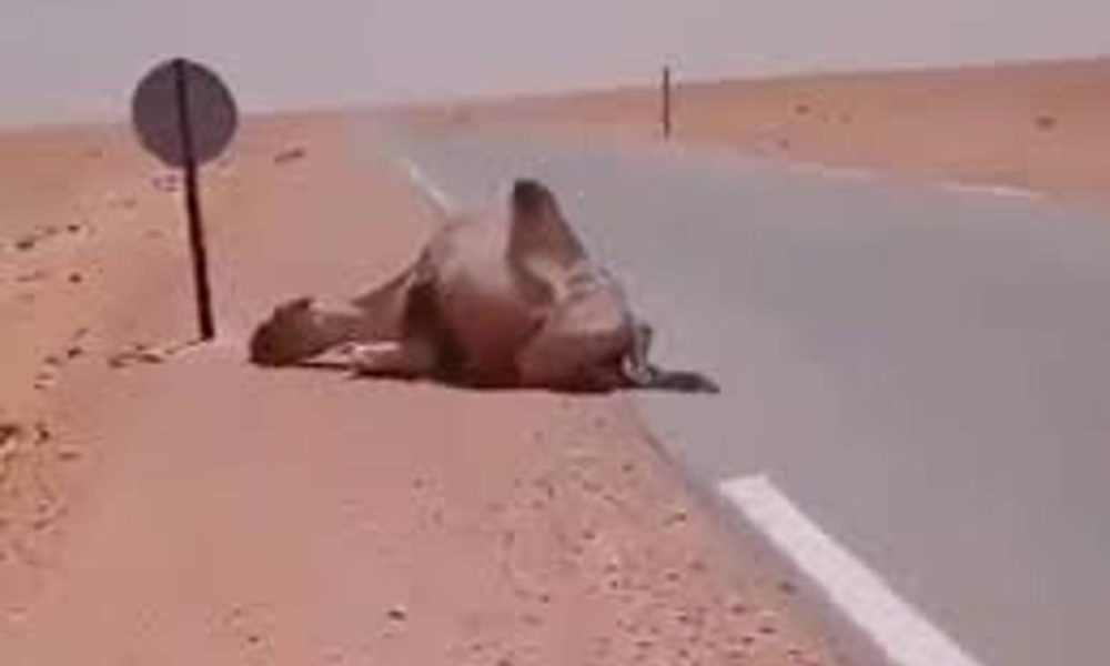 Camel about to die