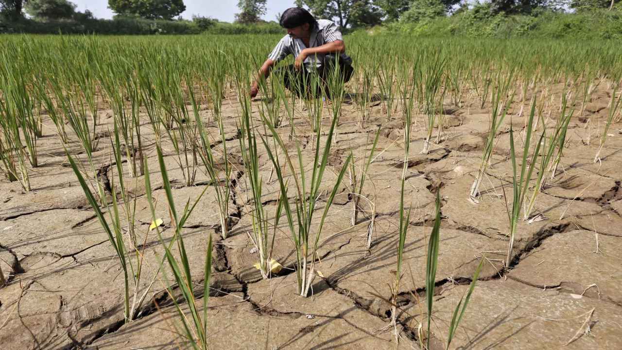 Agriculture