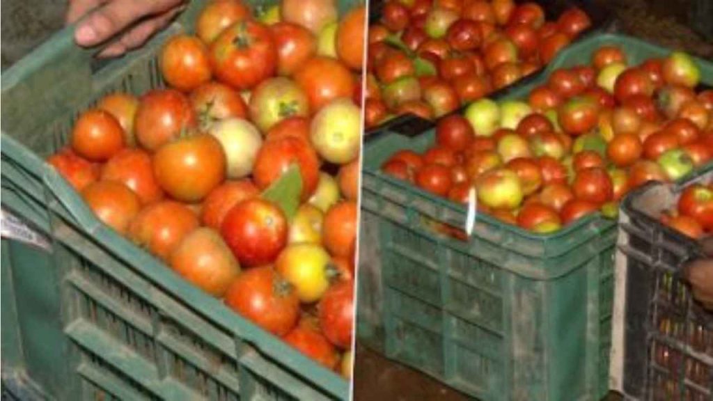 Government says prices of tomatoes are expected to stabilise in next 15 days, as prices hurt common man’s budget