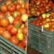 Government says prices of tomatoes are expected to stabilise in next 15 days, as prices hurt common man’s budget