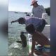 Watch: Man dips his hand into water in Everglades National Park, pulls him into away