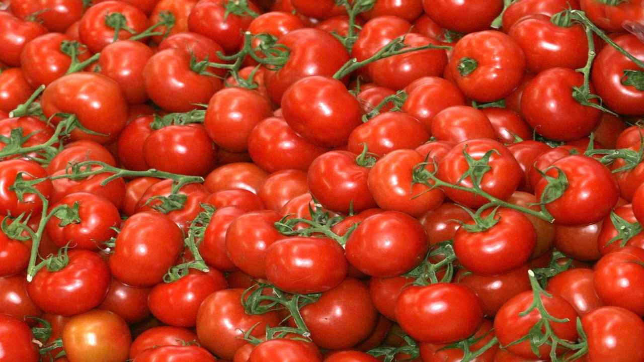 Tomato