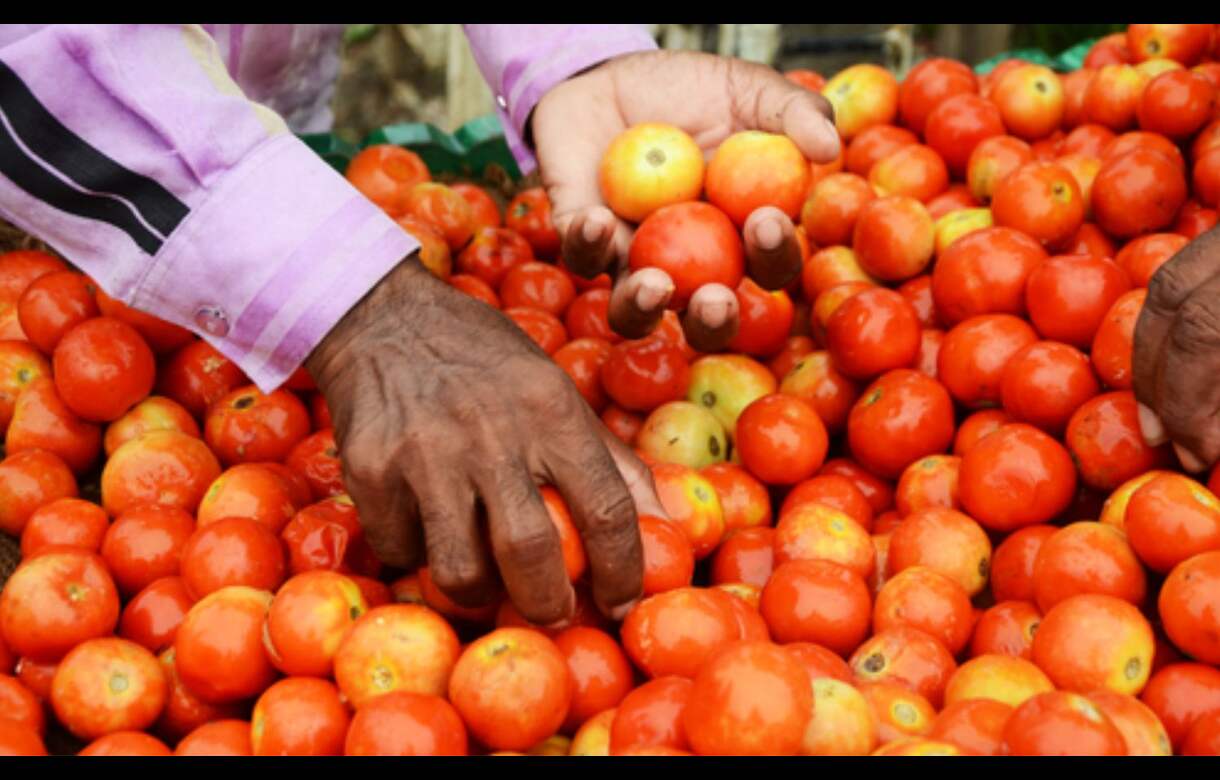 tomato price reduced