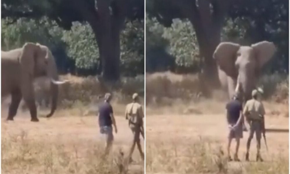 Man stops charging elephant