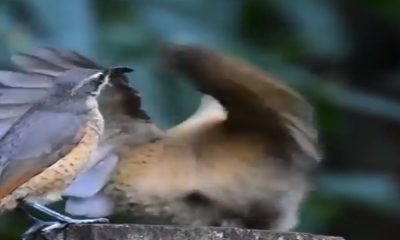 Birds courtship rituals