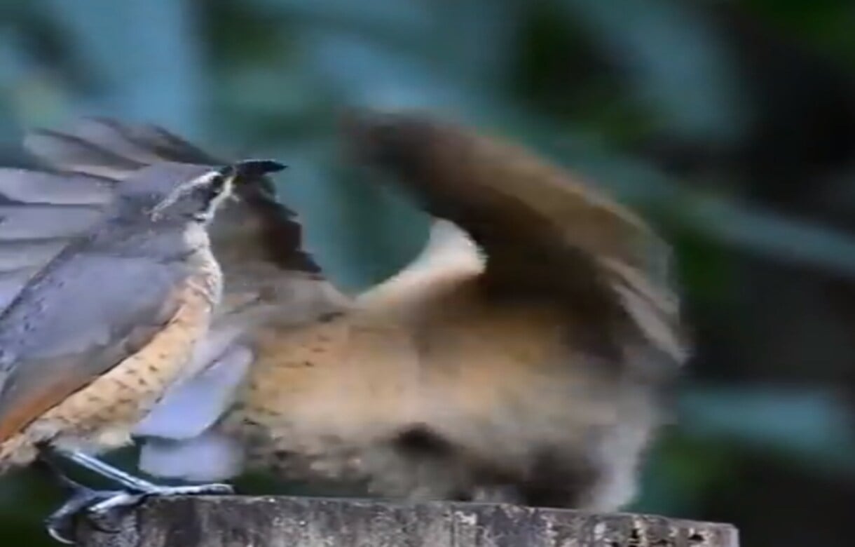 Birds courtship rituals