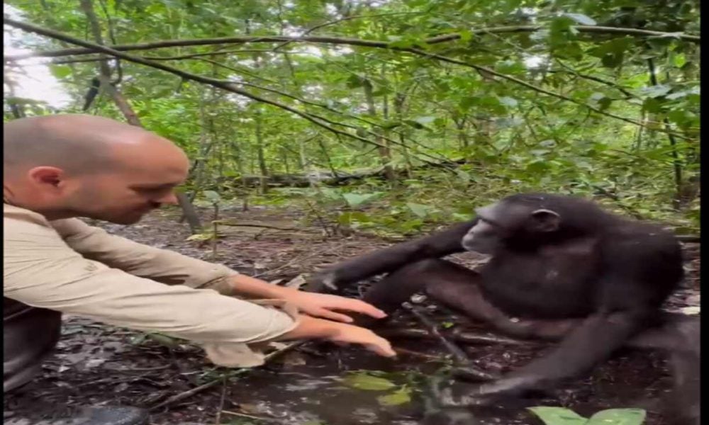 Viral: Chimpanzee washing a man's hand in the forest will leave you in awe | Watch video