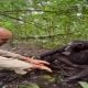 Viral: Chimpanzee washing a man's hand in the forest will leave you in awe | Watch video