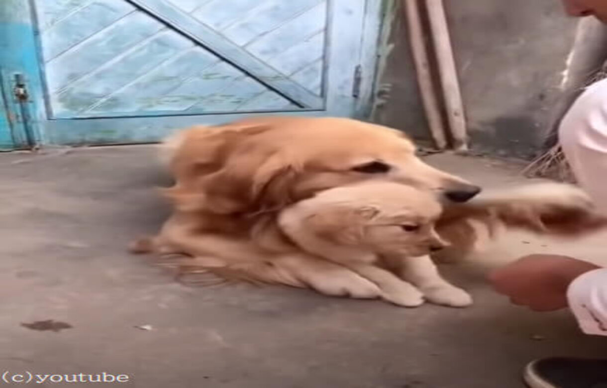 Viral video dog