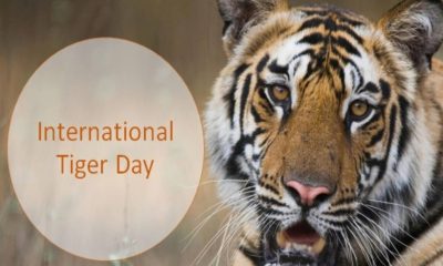 International Tiger Day