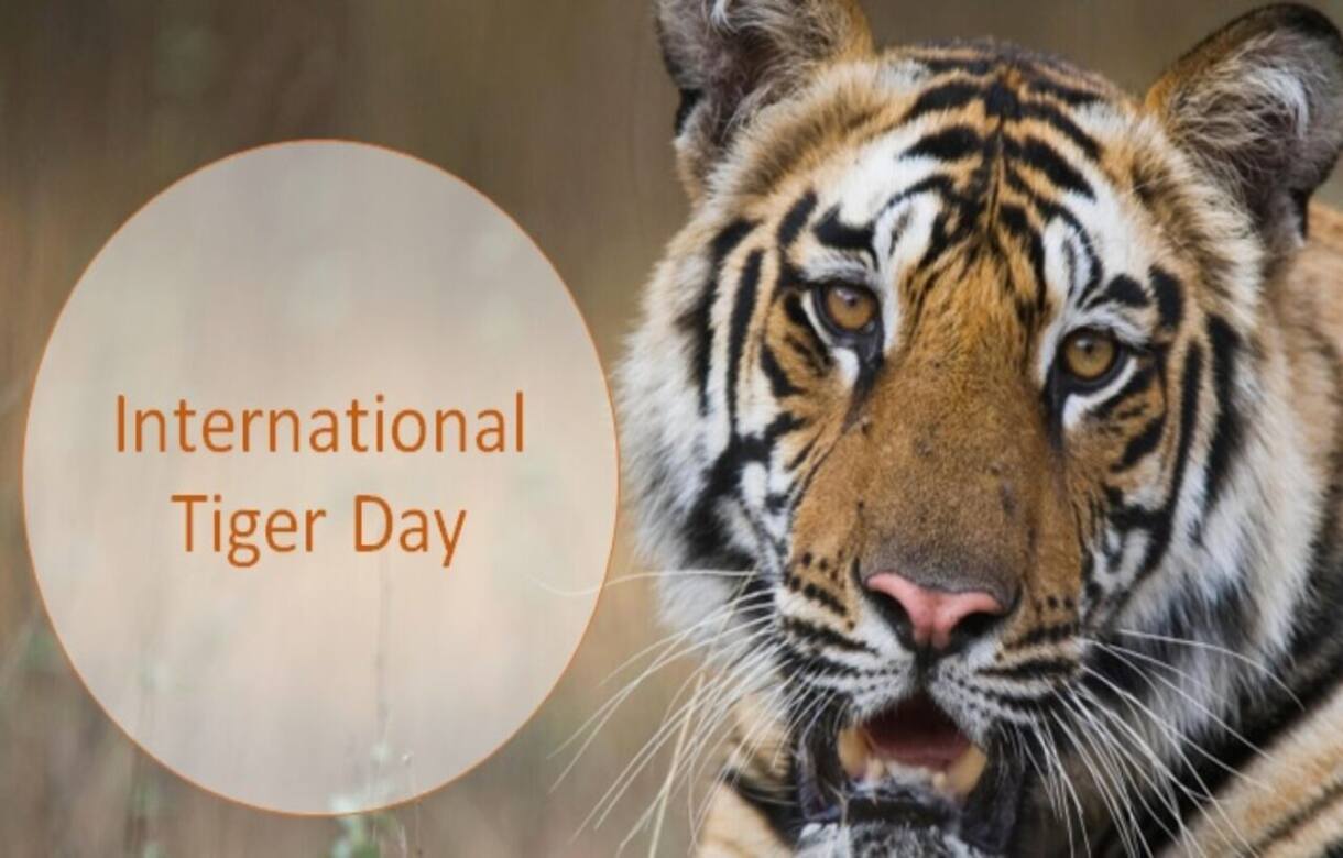 International Tiger Day