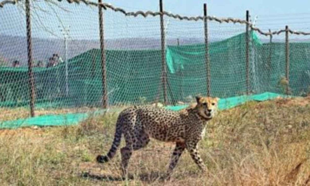 Kuno National Park: Aseem Shrivastava replaces Jasvir Singh Chouhan as the new Chief Wildlife Warden