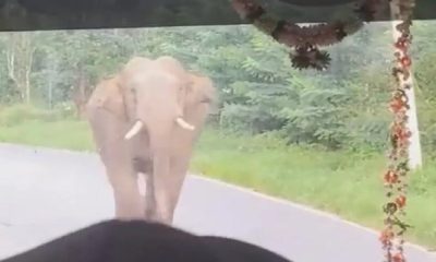 Elephant viral video