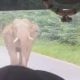 Elephant viral video