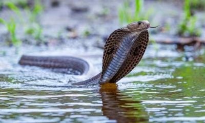 Uttarakhand: Police arrest five people for allegedly using Cobra to kill businessman