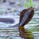 Uttarakhand: Police arrest five people for allegedly using Cobra to kill businessman