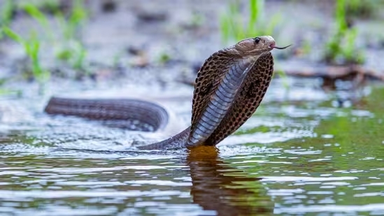 Uttarakhand: Police arrest five people for allegedly using Cobra to kill businessman