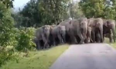 Elephants viral video