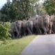 Elephants viral video