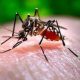 Dengue cases surge in Delhi