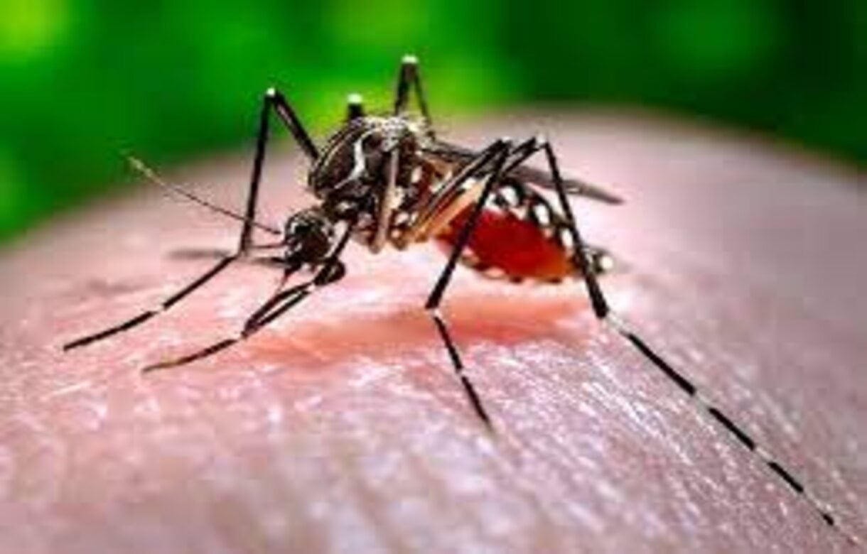 Dengue cases surge in Delhi