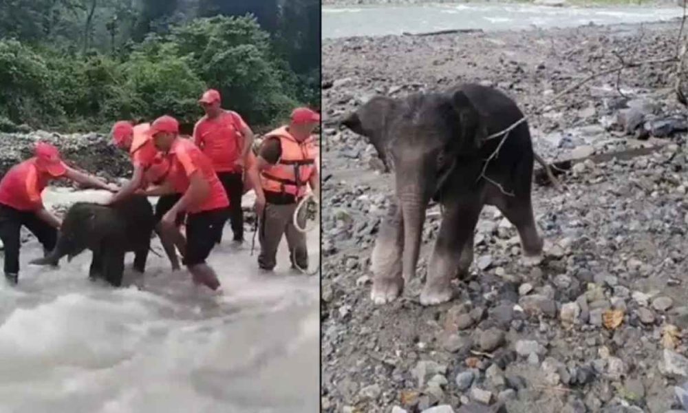 Watch: SSB personnel rescue baby elephant stuck in swollen river